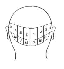 The location of the 14 regions on the scalp with 8 major regions