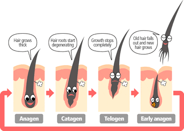 Hair cycles: catagen phase