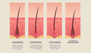 Anagen and telogen hair growth phases